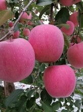 成都生态水果基地 新鲜直发，畅享健康生活